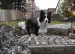 Bestandsnaam : LUCY2J~1.jpg
Bestandsgrootte : 78KB
Afmetingen : 552x404
Datum toegevoegd : 27 mrt 2009 LUCY2J~1.jpg
