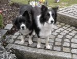 Bestandsnaam : LUCY2J~2.jpg
Bestandsgrootte : 83KB
Afmetingen : 650x500
Datum toegevoegd : 27 mrt 2009 LUCY2J~2.jpg
